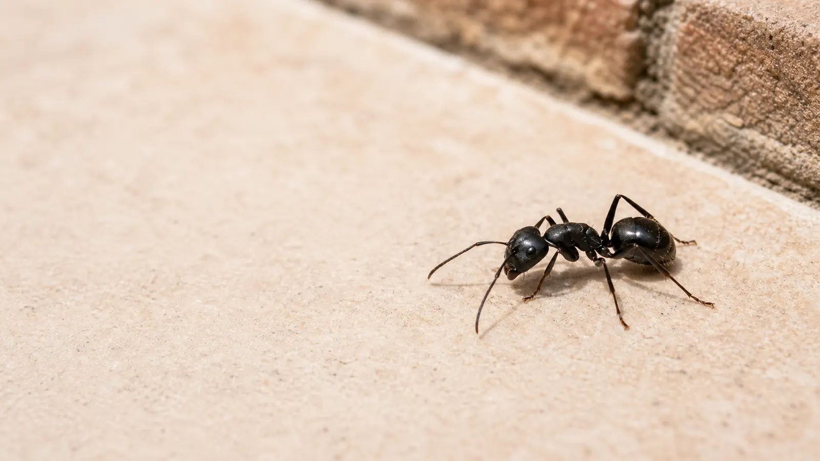 Hormiga negra de jardín en Barcelona