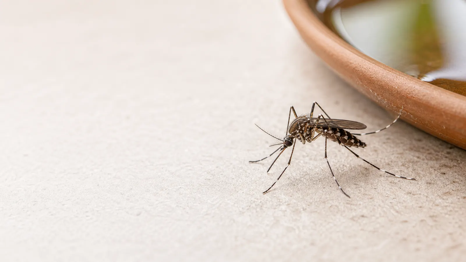 Mosquitos